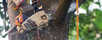 Reliable Kenwood Estates, FL Tree Services Solutions