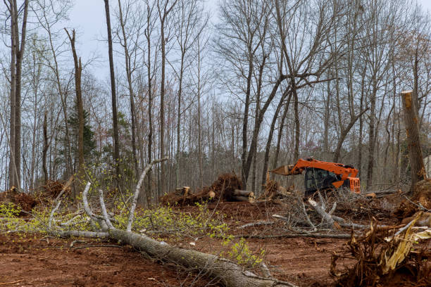 Tree and Shrub Care in Kenwood Estates, FL